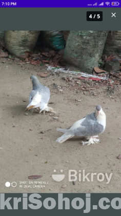 শিরাজী কবুতর রানিং